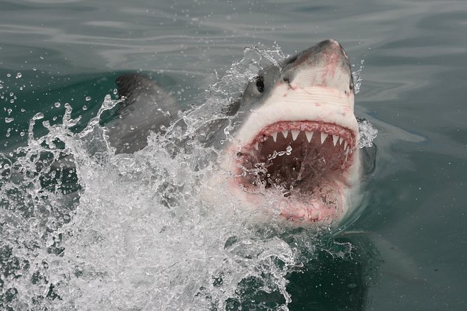 Shark Cage Diving & Viewing Tours in Gansbaai - Cancellation and Refund Policy