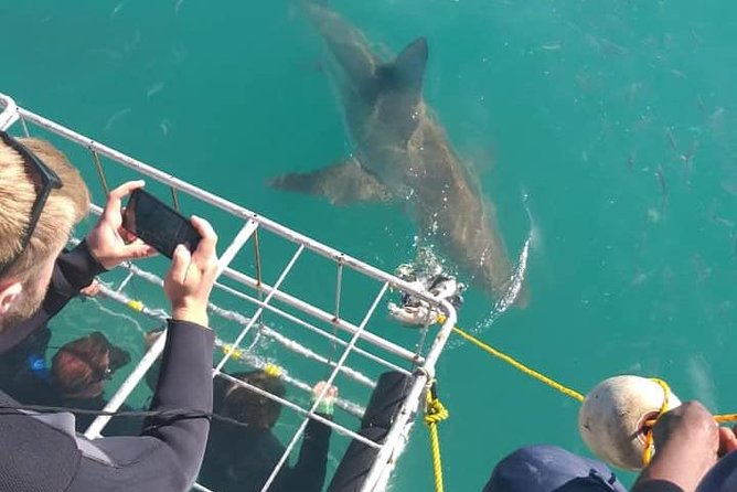 Shark Cage Diving - No Chumming Approach