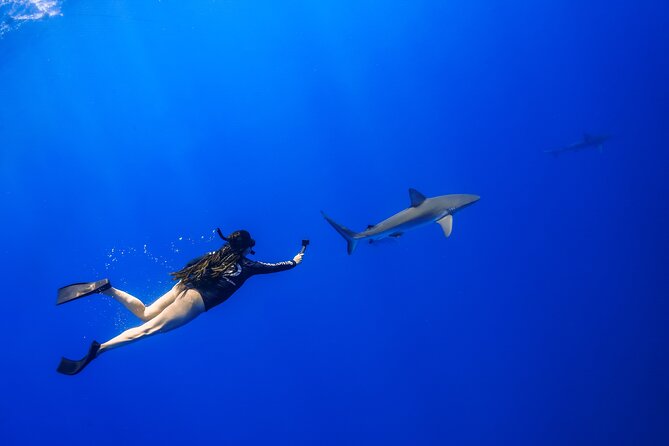 Shark Tour Dive With Sharks in Hawaii With One Ocean Diving - Customer Experiences and Reviews