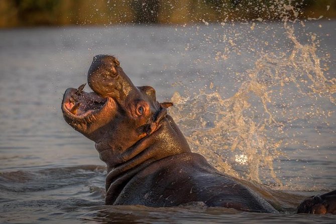 Shoreline Hippo and Crocodile Boat Cruises, Isimangaliso Wetland Park - Meeting Point and Pickup Location