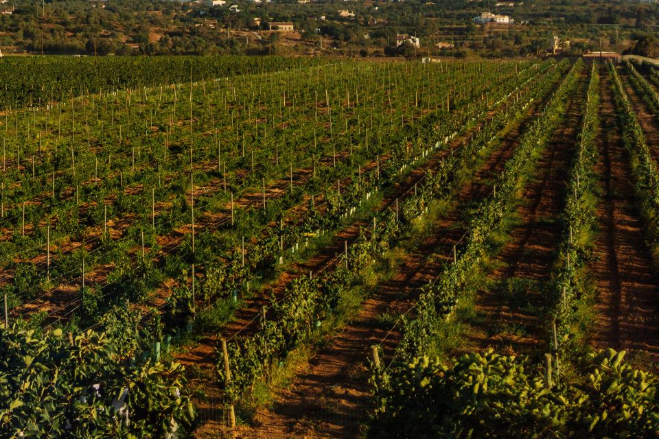 Silves: Algarve Vineyard Tour With Premium Wine Tasting - Meeting and Participation Details