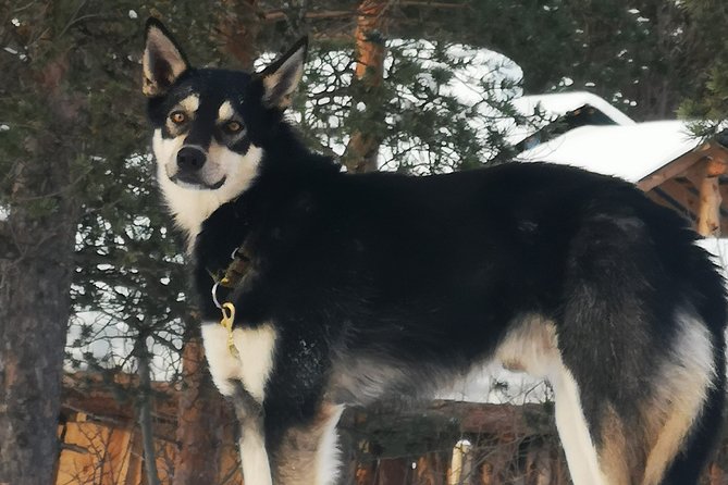 Sled Trip With Husky in the Alta Valley - Choosing the Sled Experience