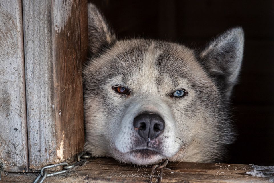 Sleddog Husky Safari Including a Hot Drink - Included in the Package