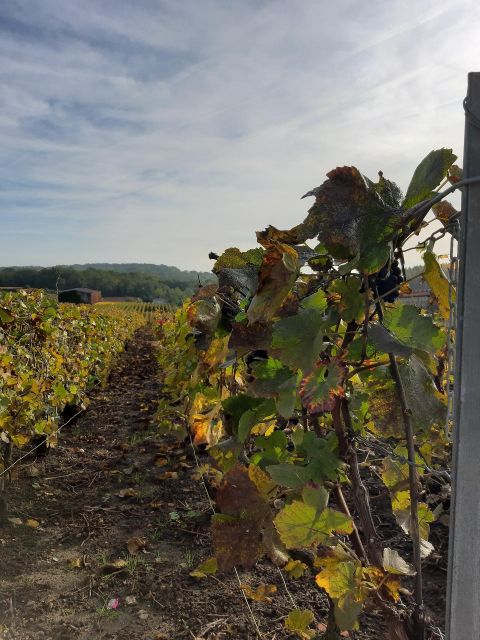 Small Group Guided Tour Champagne by Van Meet Local Producer - Champagne Tasting Experiences