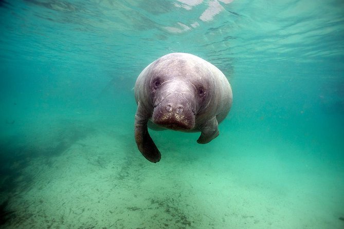 Small Group Manatee Tour With In-Water Divemaster/Photographer - Customer Feedback