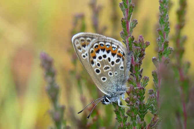 Small-Group New Forest Discovery Walk From Lyndhurst - Meeting and Pickup Details