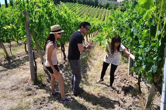 Small-Group Vernaccia Di San Gimignano Wine Tour - White and Red Wines - Meeting Information