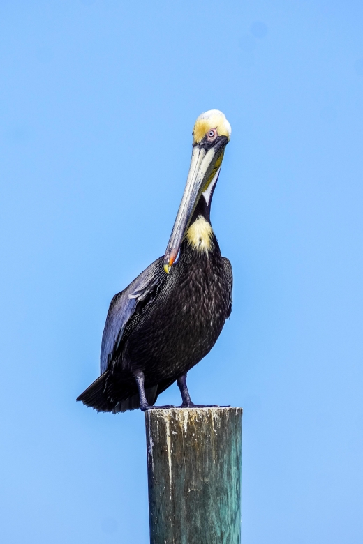 Snorkeling, Dolphins, Wildlife Sightings in St. Andrews Bay - Variety of Wildlife Sightings