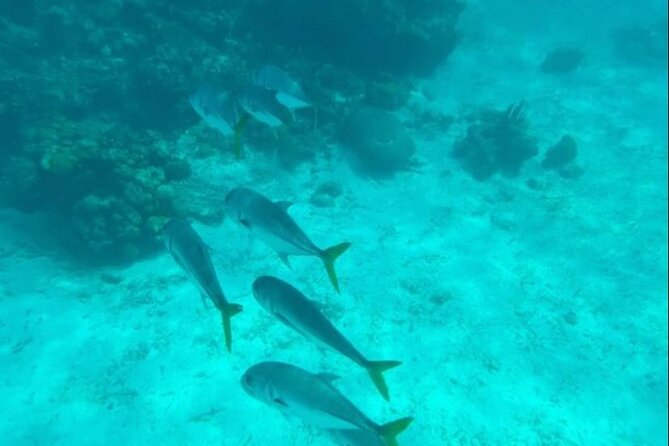 Snorkeling With Sea Scooters and Sea Adventure - Accessibility