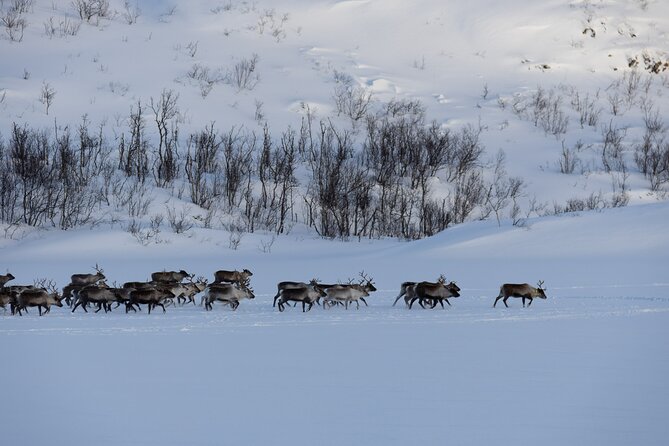 Sommarøy Arctic Day Trip - Small-Group Experience