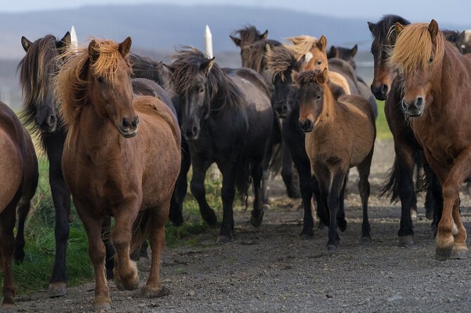 South Coast of Iceland Private Day Trip by SUV or Van - Additional Information