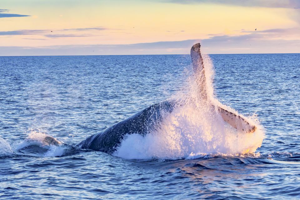 South Maui: Whale Watching Cruise Aboard Calypso - Boat Features and Amenities