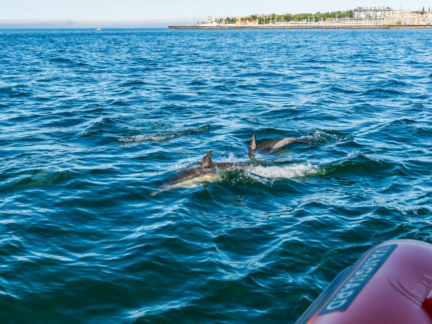 South Route: Dolphin Watching - Experience Highlights