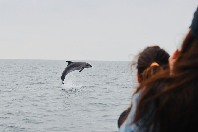 Spring & Autumn Tour: Dolphin Watching - Marine Protected Area