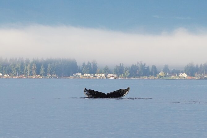 Spring Bears and Whales in Campbell River Tour - Cancellation Policy