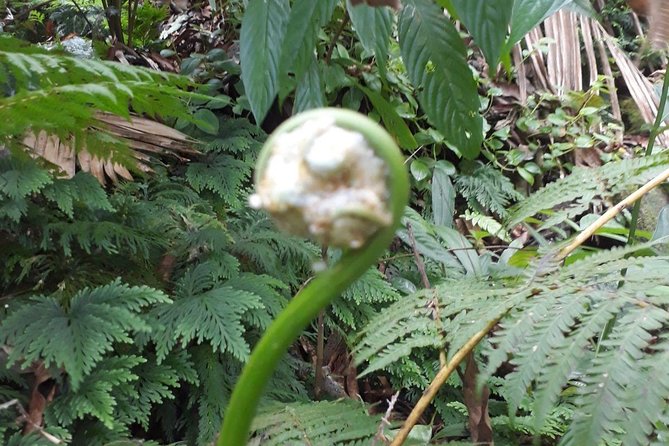 St Kitts Half-Day Rainforest Tour - Included Amenities