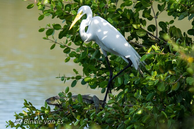 St.Martin - St.Maarten: Small Group, Birding Tour / Bird Watching Tour - Confirmation and Accessibility