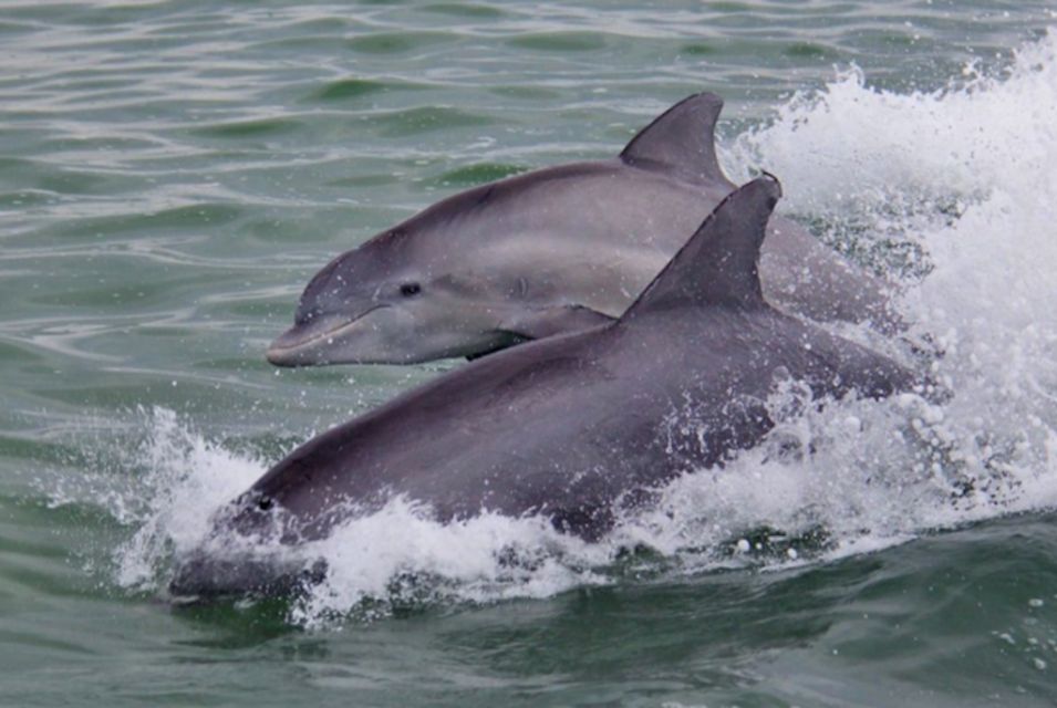 St. Pete Beach: Dolphin Racer Cruise by Speedboat - Experience Highlights