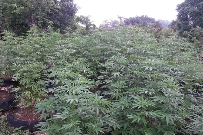 Stepping High Mountain Rastafari Herbs Tour - Tour Restrictions