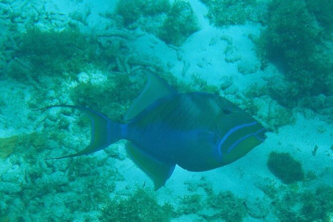 Stingray City Sandbar, Coral Gardens and 7-Mile Beach Tour - Accessibility and Additional Information