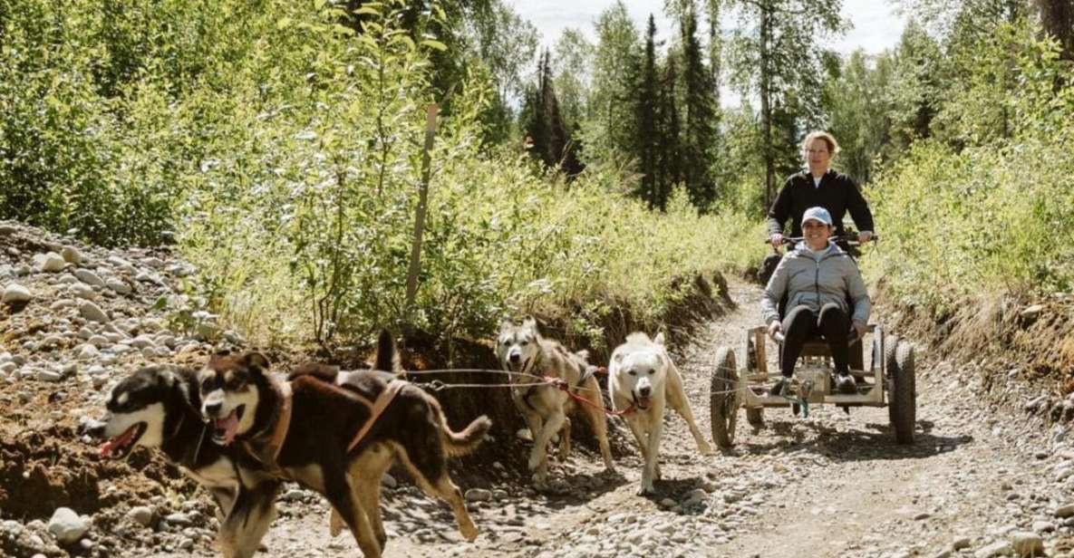 Talkeetna: Mushing Experience With Iditarod Champion Dogs - Dryland Mushing on Custom Rigs