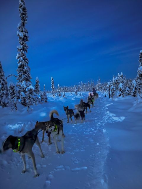 Talkeetna: Winter Dog Sled Tour Morning or Night Mush! - Scenic Wilderness Sled Ride