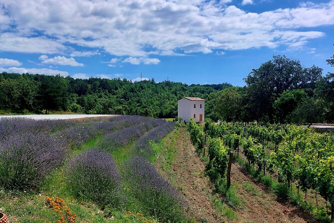 Taste of Istria - Wine, Brandy, Vinegar, Local Food - Additional Considerations