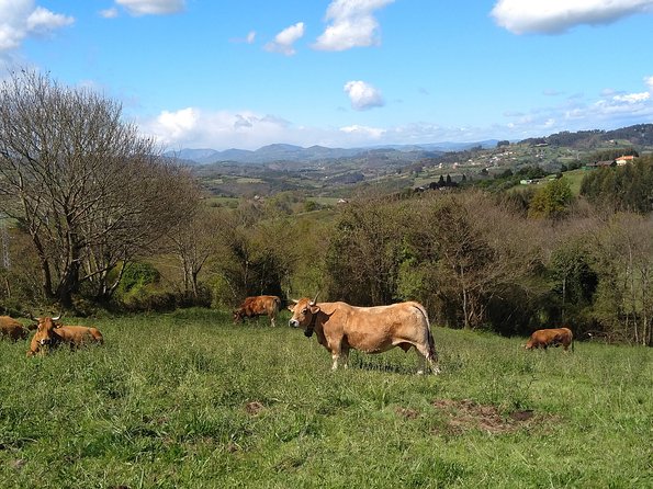 Taste of the Camino De Santiago - Meeting Point