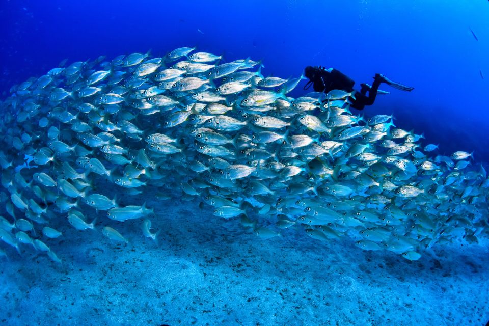 Tenerife: 2-Dive Private Scuba Discovery Course - Inclusions and Exclusions