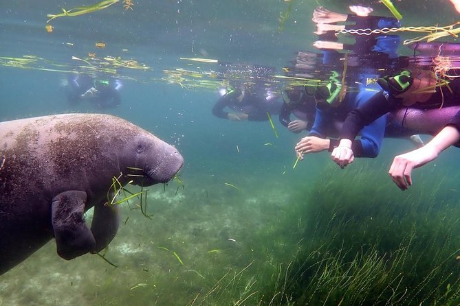 The OG Manatee Snorkel Tour With In-Water Guide/Photographer - Reviews and Feedback