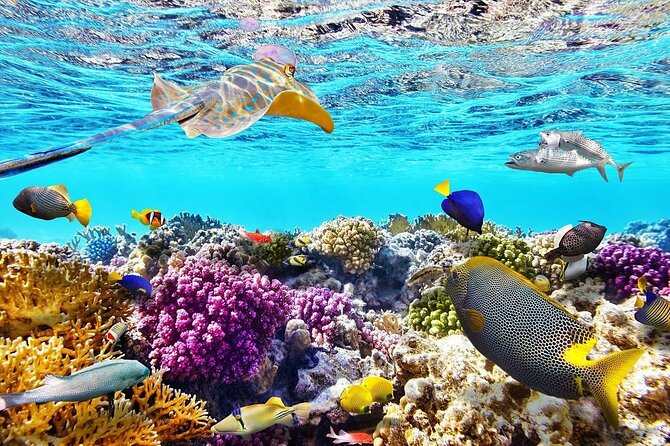 Tiran Island Snorkeling Excursion - Confirmation and Requirements