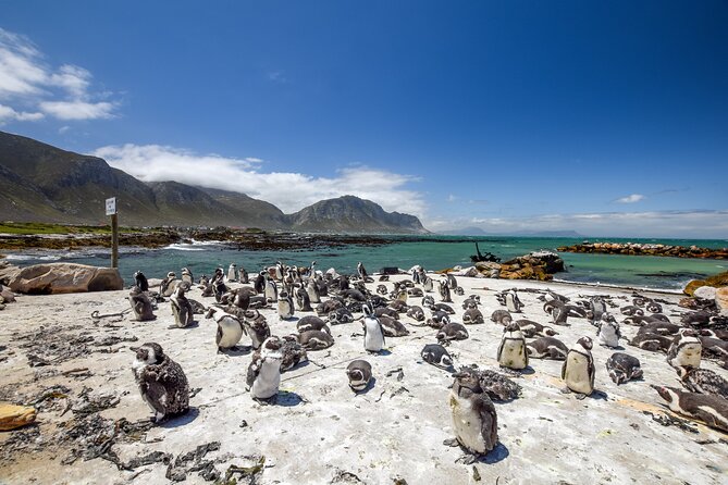 Top 10 Super Tour: Table Mountain, Penguins & Cape of Good Hope Small Group Trip - Pickup and Start Time