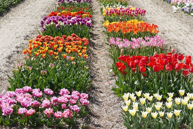 Tour of the Tulip Fields in a Typical Ducth Tulip Farm - Relaxation and Refreshment