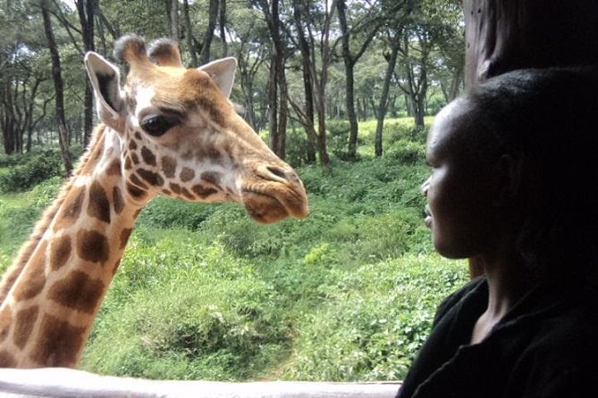 Tour to Giraffe Center From Nairobi - Pickup and Logistics