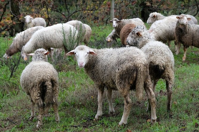 Traditional Cooking Class, Farm Tour & Lunch in the Douro Valley - Preparing the 4-Course Meal