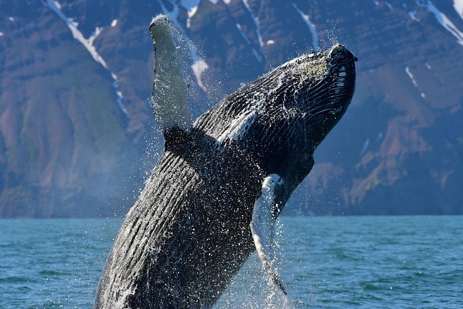 Traditional Whale Watching Tour From Husavik - Additional Information