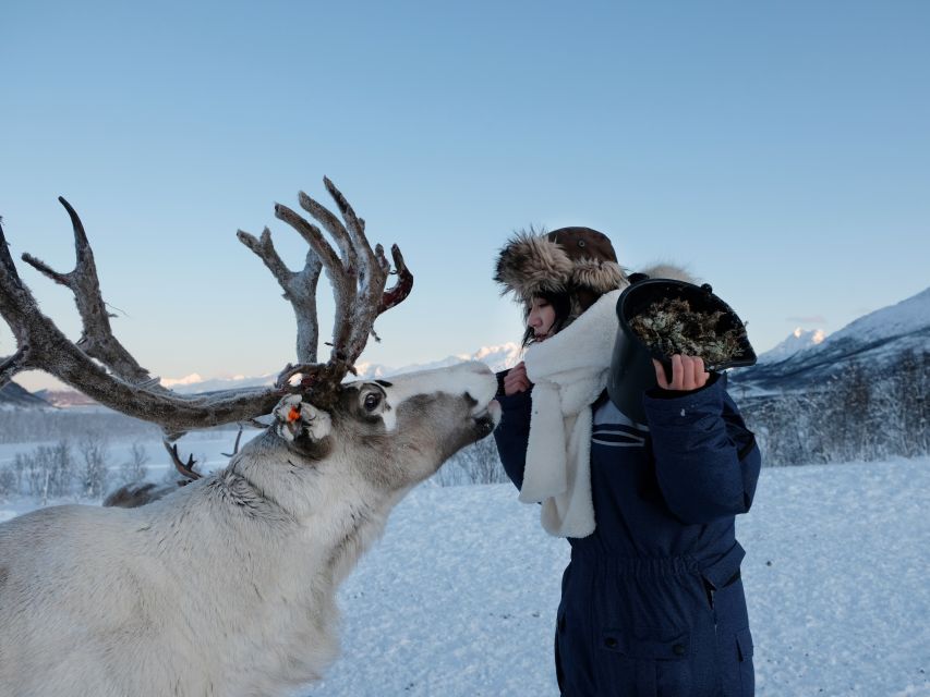 Tromsø: Reindeer Feeding and Sami Cultural Experience - Sami Cultural Immersion