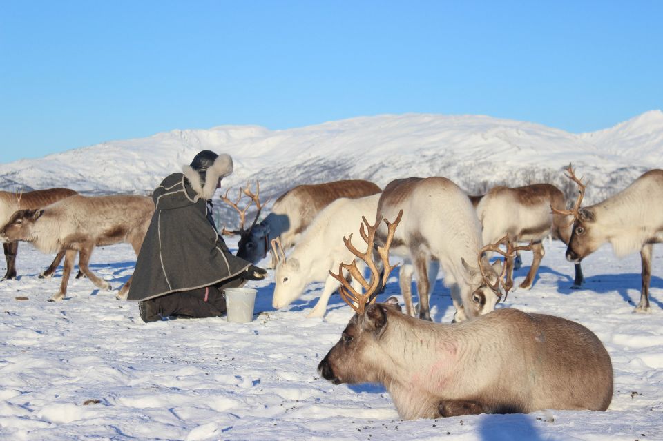 Tromsø: Reindeer Ranch and Sami Cultural Tour With Lunch - Meet the Reindeer Herd