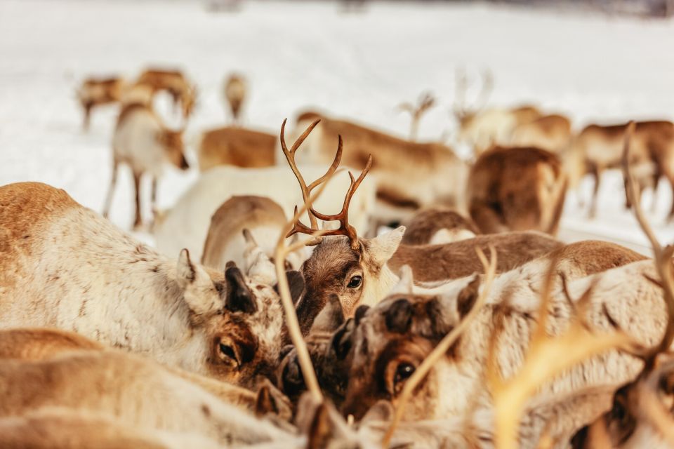 Tromsø: Reindeer Sledding & Feeding With a Sami Guide - Reindeer Sledding Details