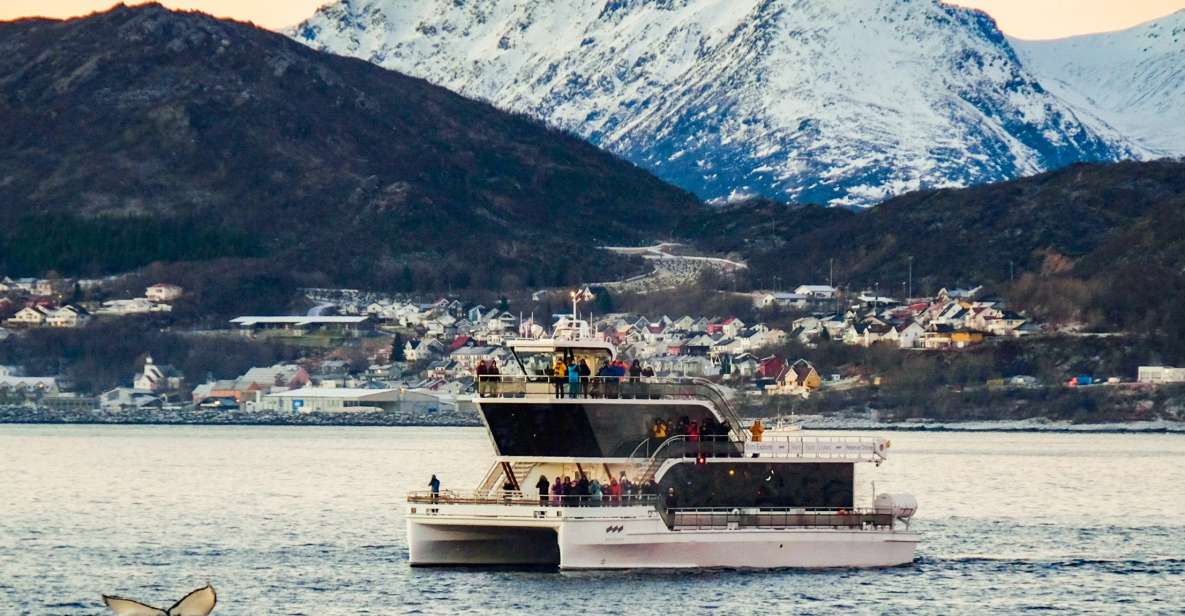 Tromsø: Whale Watching Tour by Hybrid-Electric Catamaran - Boat Features