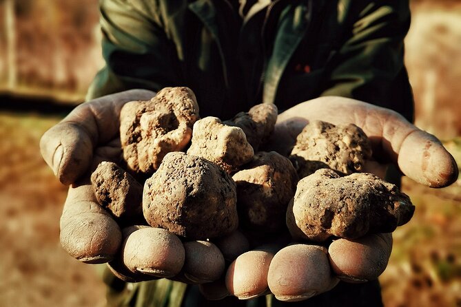 Truffle Hunting and Cheese, Truffle & Wine Tasting Near Alba - White Vs Black Truffles