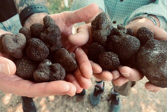 Truffle Hunting in Tuscany - Extraordinary Culinary Experiences