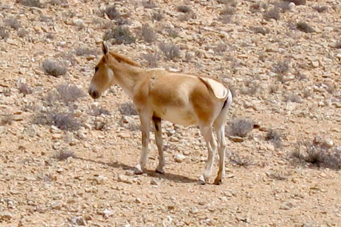 Two Hour Guided Jeep Tour in to and Around the Ramon Crater - Tour Accessibility