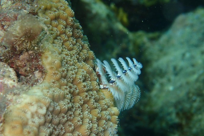 Under the Sea Snorkeling(Stingray/Kayak/ Power Snorkel Available) - Meal and Beverage Options