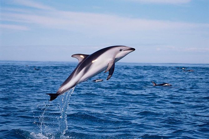 V&A Waterfront Marine Big 5 Ocean Safari - Meeting Point and Location