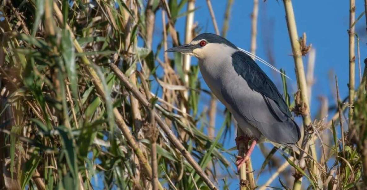 Valada Do Ribatejo: Tejo River Birdwatching Experience - Tour Details