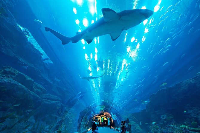 VIP Experience Dubai Aquarium & Underwater Zoo-As per Selection - Reviews and Feedback