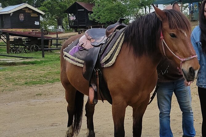 Visit a Farm and Horseback Riding in Nature - Inclusions