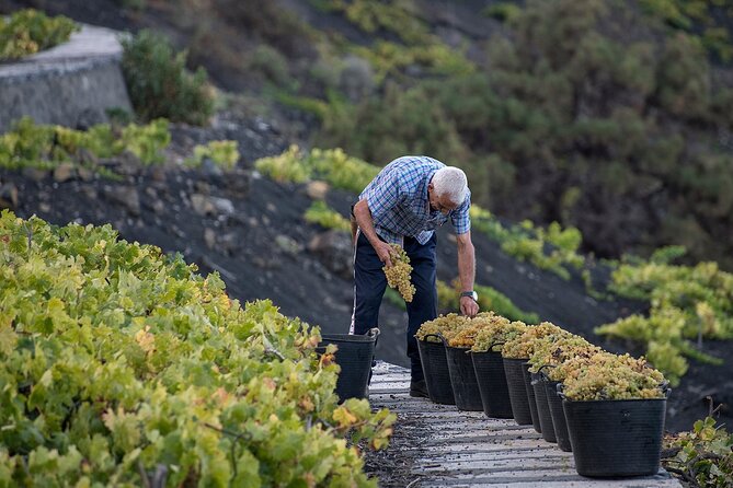 Visit Bodegas Tegueguía Winery in La Palma With Wine Tasting - Accessibility for Visitors