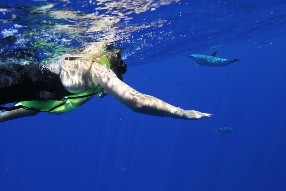 Waianae, Oahu: Swim With Dolphins (Semi-Private Boat Tour) - Stunning Coastal Vistas